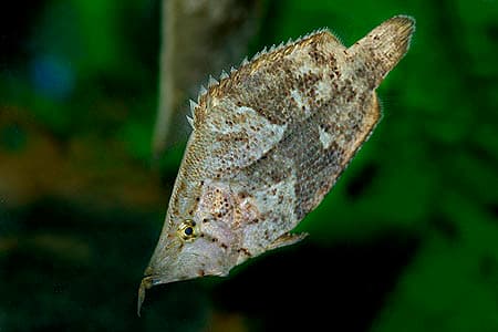 Monocirrhus polyacanthus photo