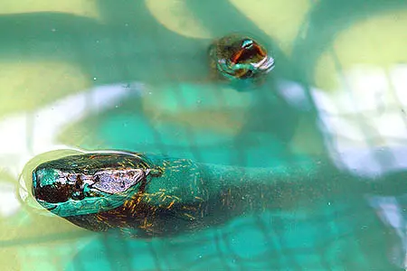 Monopterus albus photo