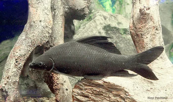 Labeo chrysophekadion photo