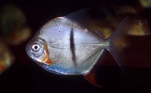 Myleus schomburgkii photo
