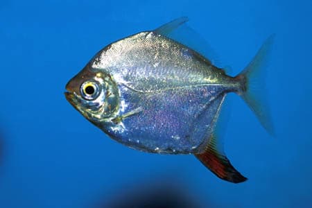 Myloplus rubripinnis photo