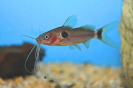 Mystus bimaculatus photo