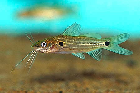 Mystus bleekeri photo