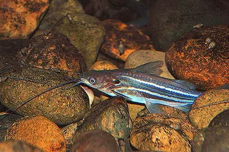 Mystus mysticetus photo