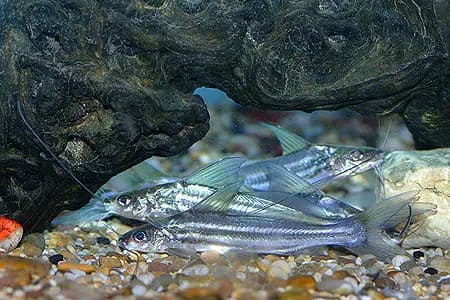Mystus rhegma photo