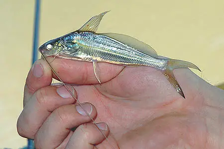 Mystus singaringan photo