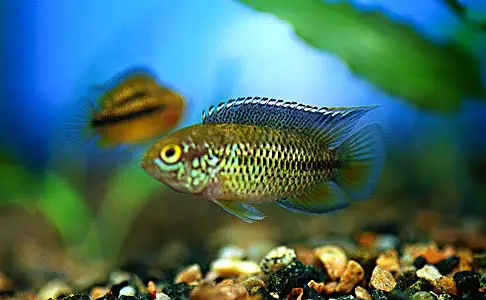 Nannacara anomala photo