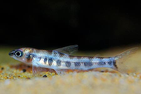 Nannocharax brevis photo