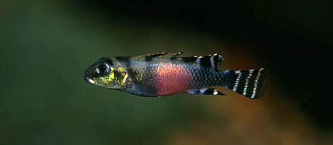Nanochromis transvestitus photo