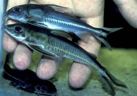 Nemadoras leporhinus photo