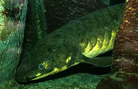 Neoceratodus forsteri photo