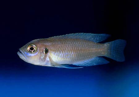 Neolamprologus brevis photo
