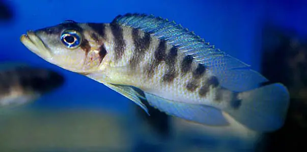 Neolamprologus fasciatus photo