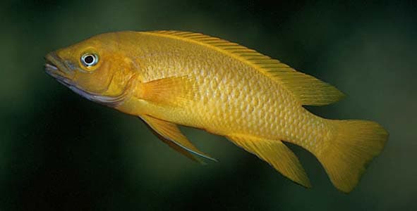 Neolamprologus leleupi photo