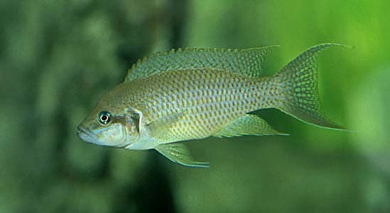 Neolamprologus olivaceous photo
