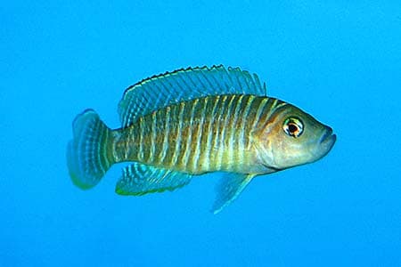 Neolamprologus similis photo
