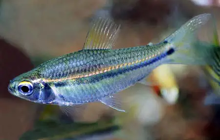 Nannaethiops unitaeniatus photo