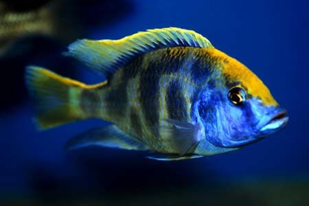 Nimbochromis venustus photo