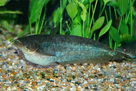 Ompok bimaculatus photo