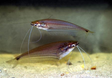 Ompok eugeneiatus photo