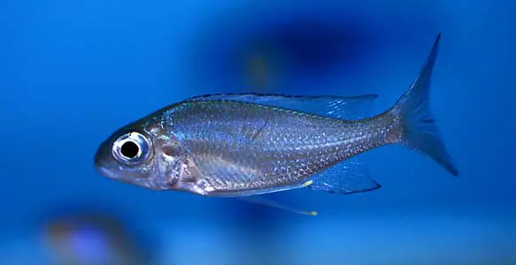 Ophthalmotilapia boops photo