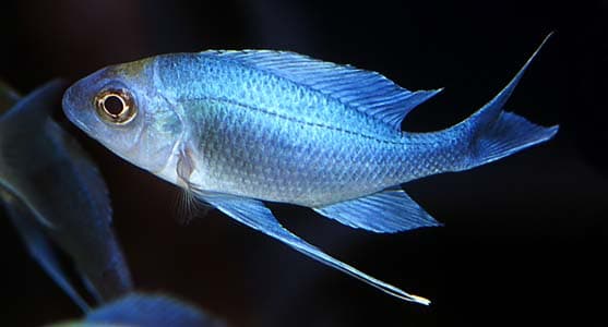Ophthalmotilapia ventralis photo