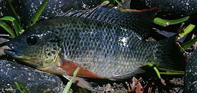 Oreochromis mossambicus photo