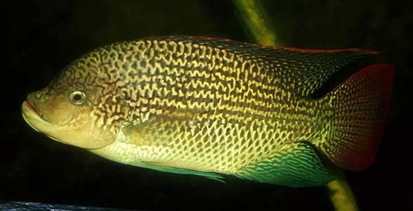 Oreochromis tanganicae photo