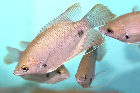 Osphronemus laticlavius photo