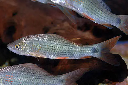 Osteochilus hasseltii photo