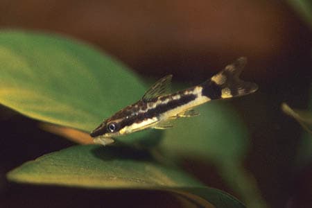 Otocinclus macrospilus photo