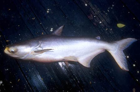 Pangasianodon gigas photo