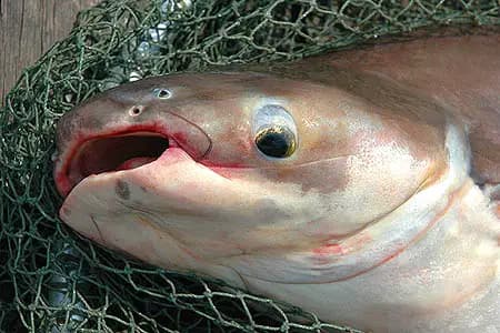 Pangasionodon hypophthalmus photo