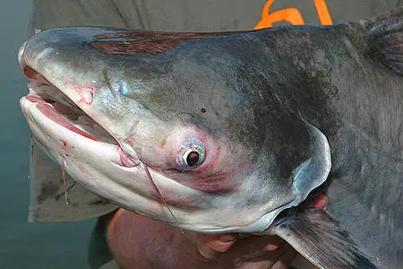 Pangasius sanitwongsei photo