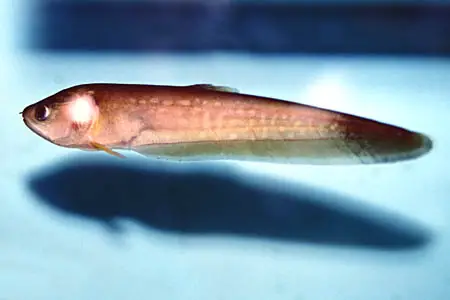 Papyrocranus afer photo