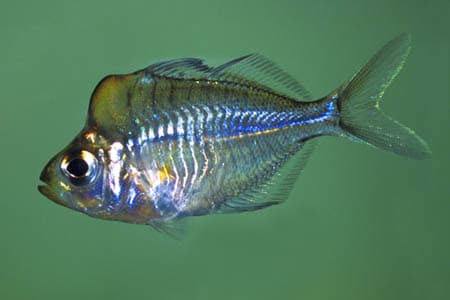 Parambassis pulcinella photo