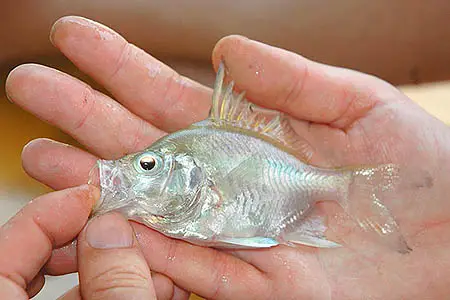 Parambassis wolffii photo