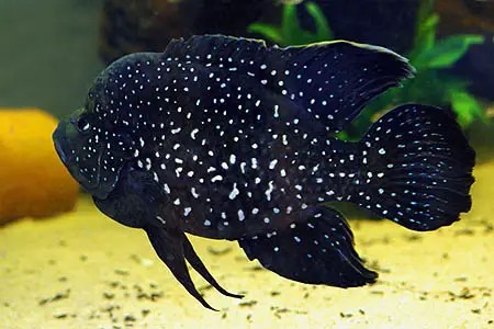 Paratilapia polleni photo