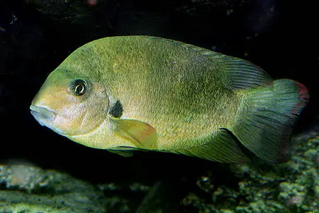 Paretrolplus damii photo