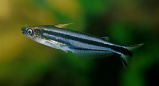 Pareutropius buffei photo