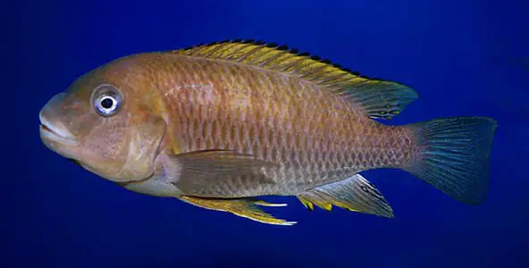 Petrochromis famula photo