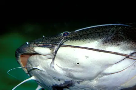 Phractocephalus hemioliopterus photo