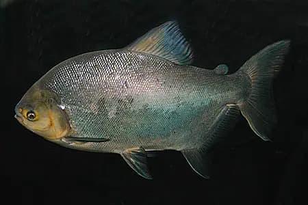 Piaractus brachypomus photo