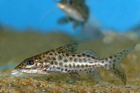 Pimelodus maculatus photo