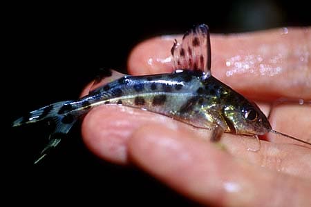 Pimelodus pictus photo