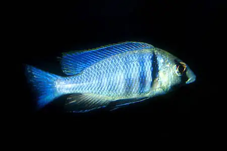 Placidochromis electra photo