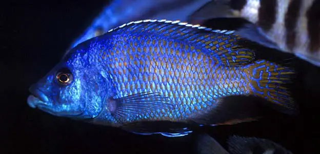Placidochromis milomo photo