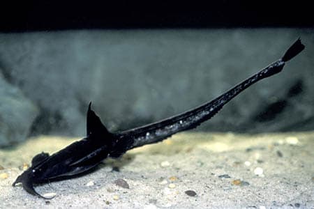 Platystacus cotylephorus photo