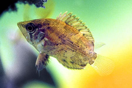 Polycentropsis abbreviata photo