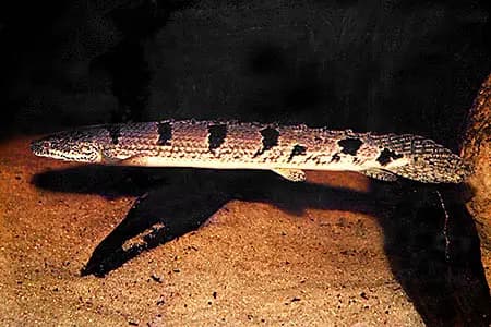 Polypterus delhezi photo
